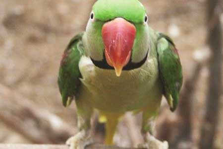 Alexandrine Parakeet Alexandrine Parakeet