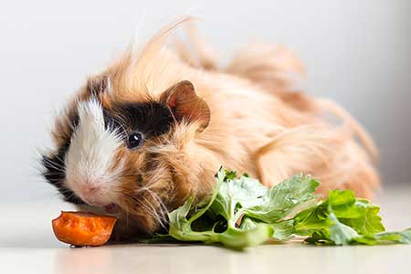 Guinea pig Guinea pig