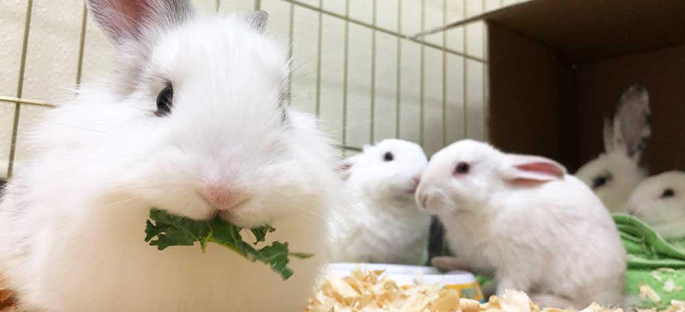 Pair of rabbits in hutch Pair of rabbits in hutch
