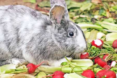 Rabbit eating vegetables
