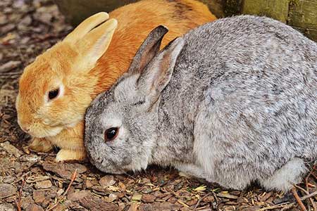 pair of rabbits