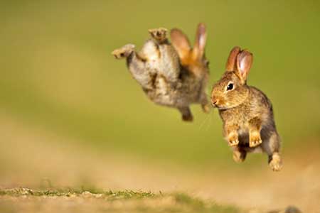 rabbits playing