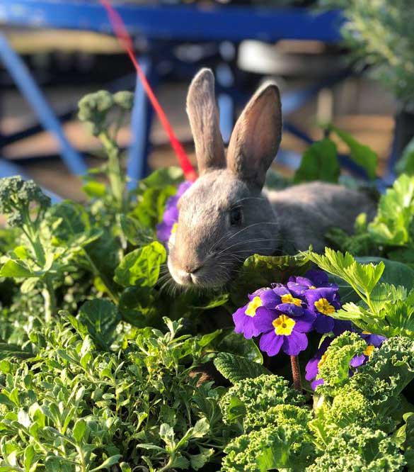 Rabbit in plants