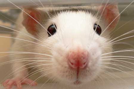 Rat face Rat face