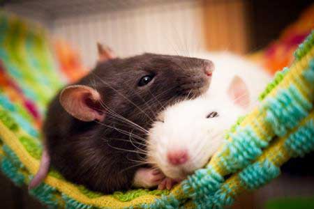 Rat pair Rat pair