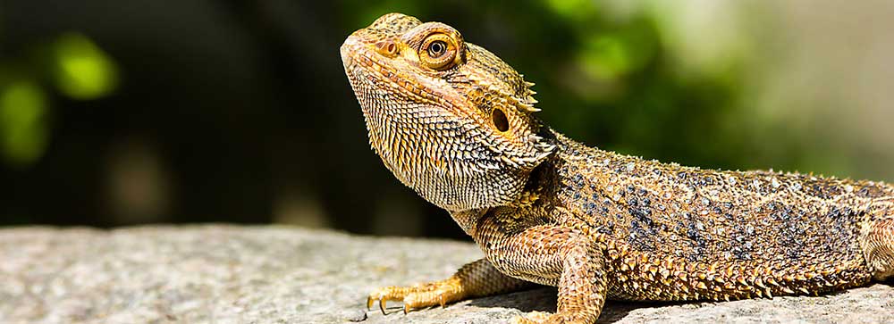 Bearded Dragon Bearded Dragon