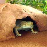 Hides for Bearded Dragons