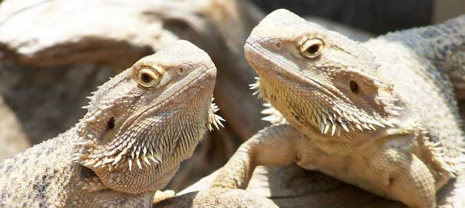 Australian Bearded Dragon Pair