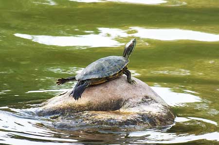 Turtle sunning on rock