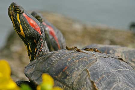 Red-Eared Turtle Red-Eared Turtle