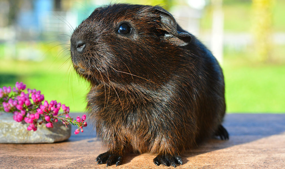Guinea pig Guinea pig