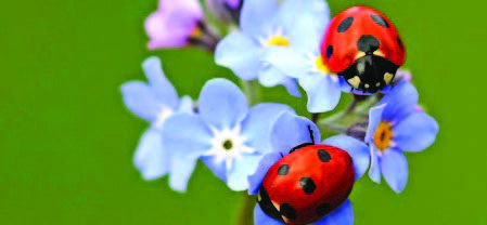 Attracting and Keeping Ladybugs in Your Garden! Learn about these darling  dainty beetles and how to attract them to your landscape! Now at  !