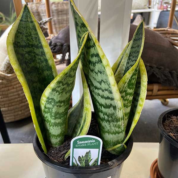 10 snake plant Sansevieria 'Dakota' 10