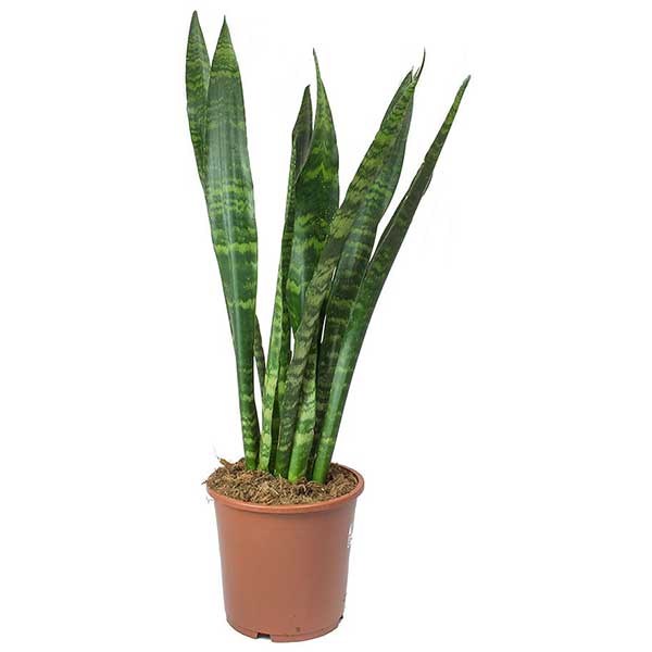ceramic succulent planter pot Ceramic Raised Plant Pot