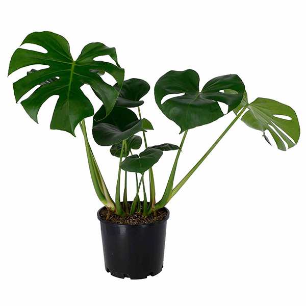 plants that purify air indoor Spider Plant