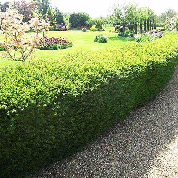 lonicera per belgica Buy Lonicera Periclymenum Belgica Online