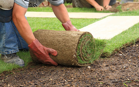 readylawn roll out turf instant lawn